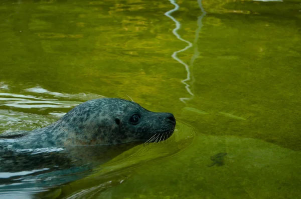 Een Close Van Een Schattige Zeehond Zwemmen Het Water Een — Stockfoto