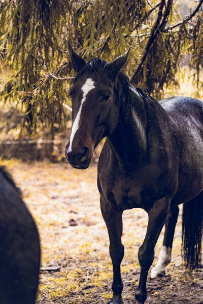 ツリンギアンの森の顔に白い縞のある茶色の馬の垂直ショット — ストック写真