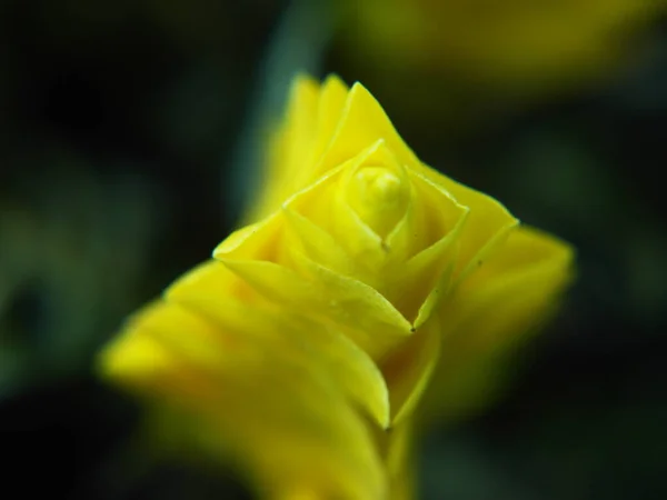 Eine Nahaufnahme Makrofokus Aufnahme Einer Ungewöhnlichen Gelben Blume — Stockfoto