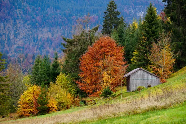 ドイツ オーバーストドルフの山の秋の木の近くの木造キャビンの美しいショット — ストック写真