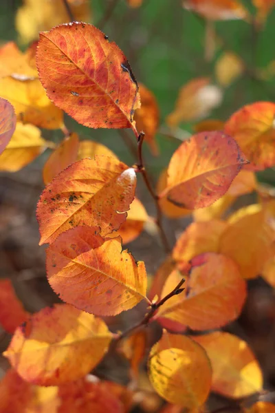Вертикальный Селективный Фокус Цветных Осенних Листьев Ветвях — стоковое фото