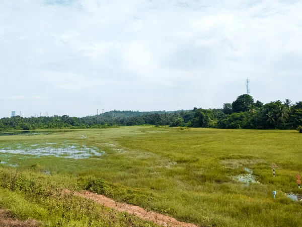 Vue Des Champs Verdure Dans Une Zone Marécageuse Près Une — Photo