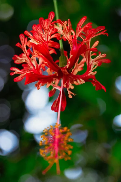 红色芙蓉花的一个垂直特写镜头 — 图库照片