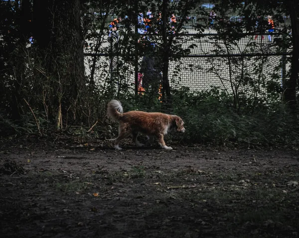 Een Schattige Hond Die Speels Het Modderige Pad Rent — Stockfoto