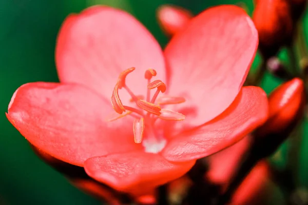 Gros Plan Une Fleur Tropicale Rouge Sur Fond Flou — Photo