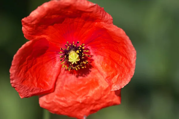 Eine Flache Fokusaufnahme Eines Roten Mohns — Stockfoto