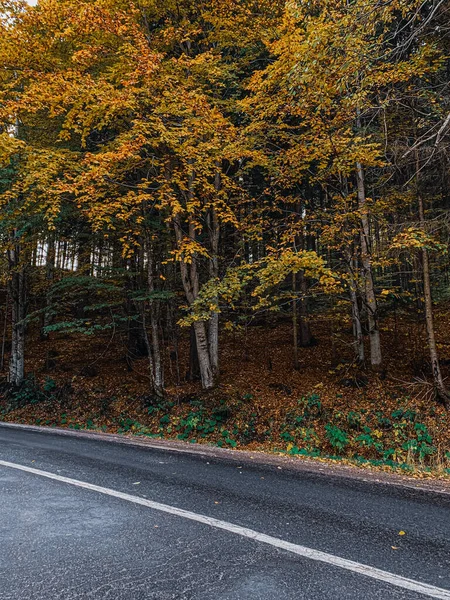 Colpo Verticale Una Strada Attraverso Bosco Con Alberi Autunnali — Foto Stock