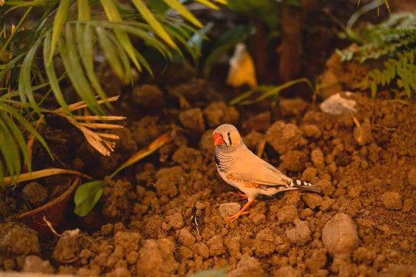 一只可爱的小鸟栖息在地面上的特写镜头 — 图库照片