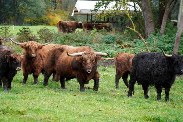 Colpo Bestiame Gay Marrone Uno Sfondo Sfocato Nel Campo — Foto Stock