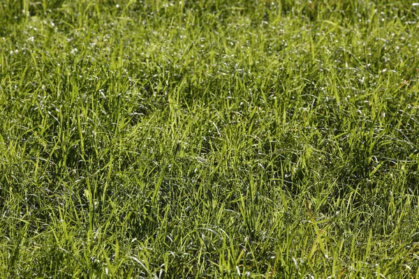 Campo Verde Aire Libre Alemania —  Fotos de Stock