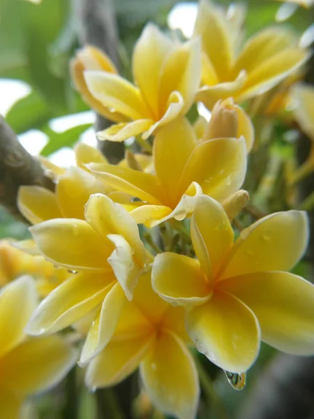 Vertical Closeup Shot Beautiful Frangipani Flower Blossom — Stock Photo, Image