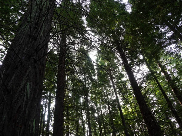 Низький Кут Пострілу Щільних Високих Дерев Лісі — стокове фото