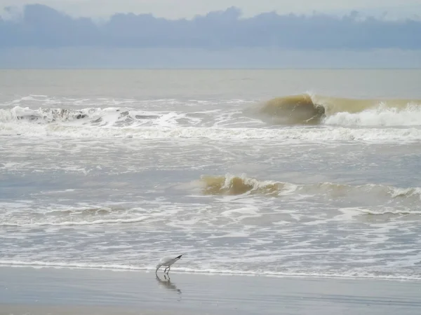 Pěkné Chladné Podzimní Přímořské Pozadí Pláží Pouště Klidné Moře Zatažená — Stock fotografie