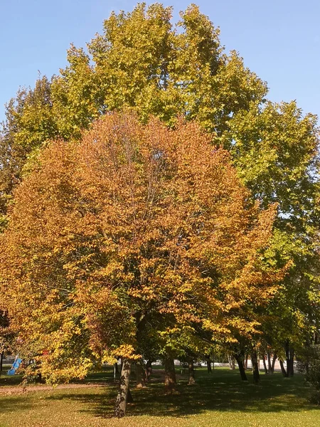 Parktaki Renkli Bir Sonbahar Ağacının Dikey Görüntüsü — Stok fotoğraf