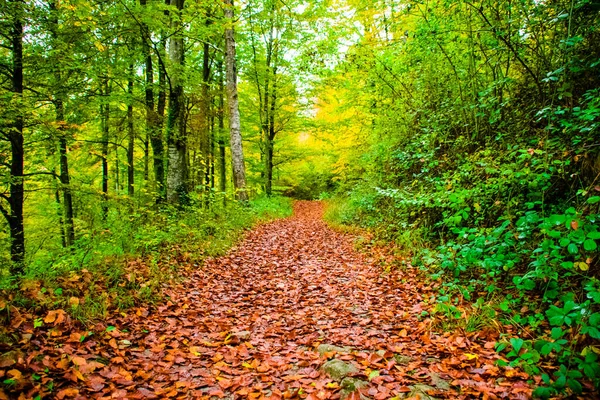 Utsikt Över Gångstigen Tillsammans Med Träd Och Växter Skog — Stockfoto