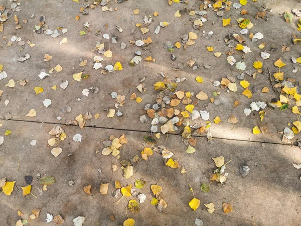 Ein Blick Von Oben Auf Bunte Herbstblätter Auf Dem Bürgersteig — Stockfoto