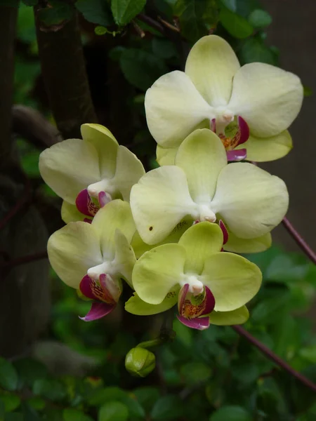 Plan Vertical Fleurs Florissantes Orchidée Dans Verdure — Photo