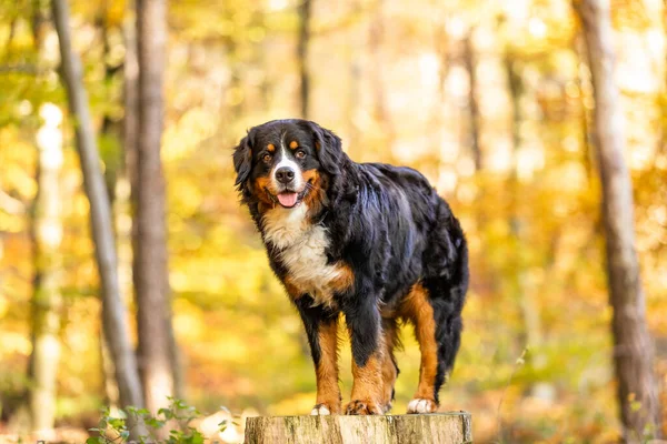 Nahaufnahme Eines Niedlichen Berner Sennenhundes Herbstpark — Stockfoto