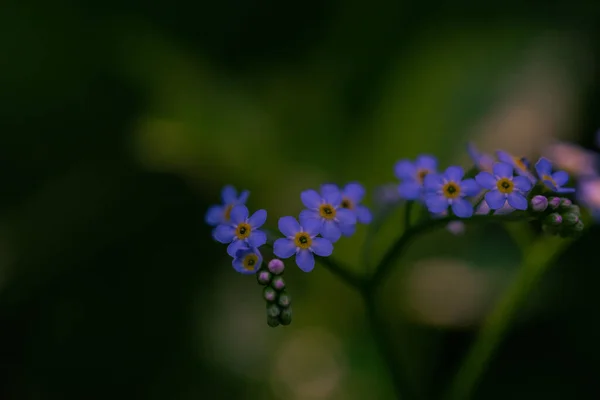 Egy Közeli Kép Kék Felejts Nem Virágok — Stock Fotó