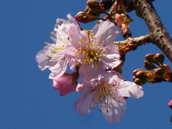 Selektiv Fokusbild Vackra Körsbär Blommar Blå Solig Himmel — Stockfoto