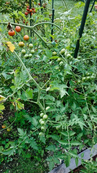 Gündüz Vakti Bir Tarlada Dikey Domates Sarmaşığı — Stok fotoğraf