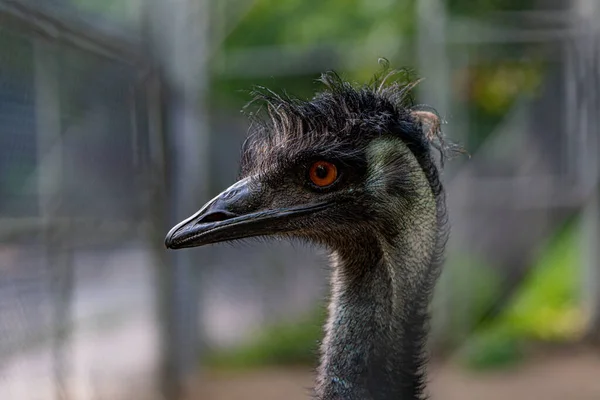 Selektywne Ujęcie Głowy King Island Emu Zoo — Zdjęcie stockowe