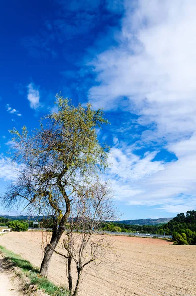 Вертикальный Снимок Поля Деревьями Кустами Вокруг — стоковое фото