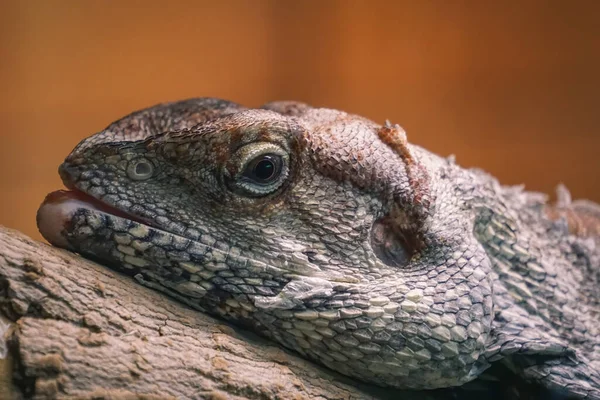 Enfoque Selectivo Reptil Acostado Trozo Madera —  Fotos de Stock