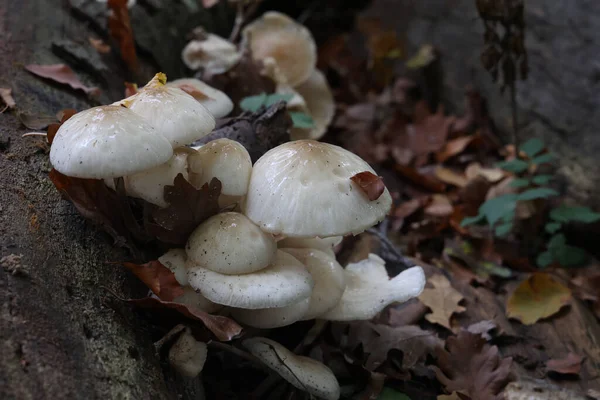 Een Close Shot Van Witte Bos Paddestoelen Groeiden Gevallen Boom — Stockfoto