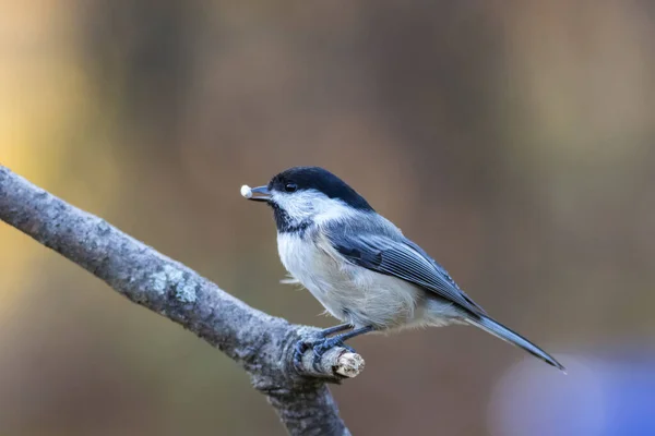 Selective Focus Shot Cute Tit Food Beak Perched Branch — Zdjęcie stockowe