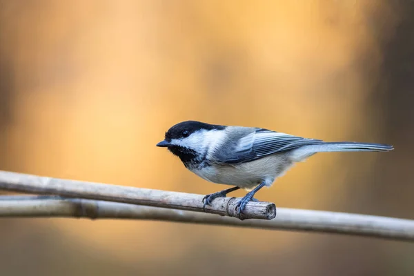 Selective Focus Shot Cute Tit Perched Branch — Fotografia de Stock