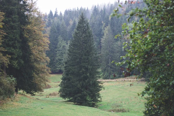 Krajobraz Sosen Lesie Turyngii — Zdjęcie stockowe