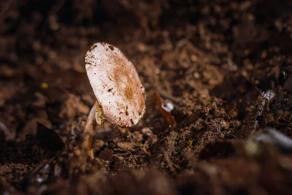 Een Close Shot Van Groeiende Parasol Paddestoel Bodem — Stockfoto