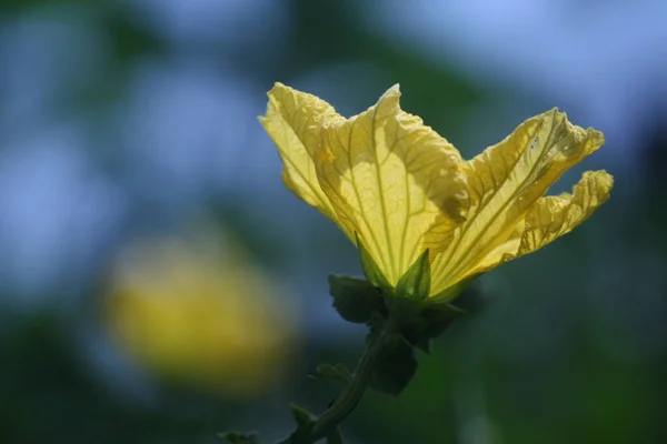 Primer Plano Una Hermosa Flor Amarilla Sobre Fondo Borroso — Foto de Stock