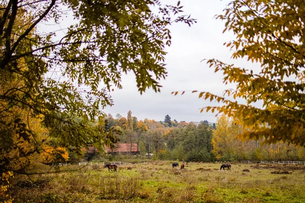 Ein Feld Mit Grasenden Pferden Umgeben Von Herbstbäumen — Stockfoto