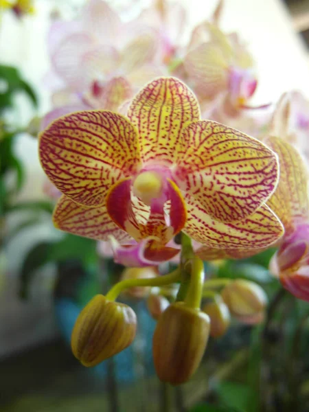 Szelektív Fókusz Lövés Gyönyörű Phalaenopsis Orchideák — Stock Fotó