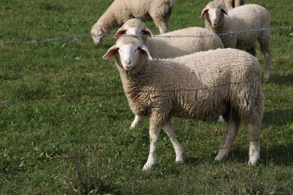 Flock Vita Får Betar Inhägnad Betesmark — Stockfoto