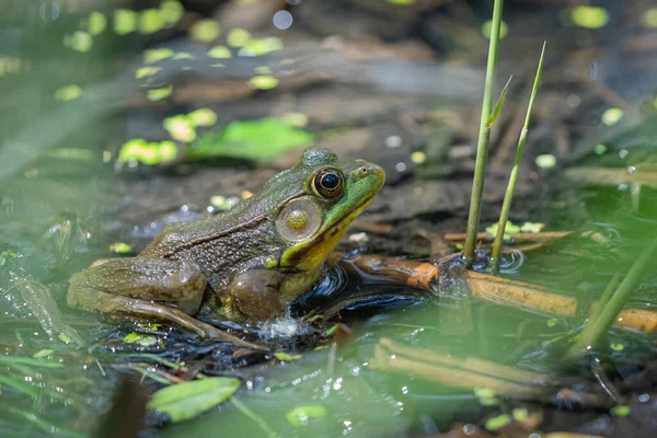 池の上のライフルパッド上のカエルの選択的フォーカスショット — ストック写真
