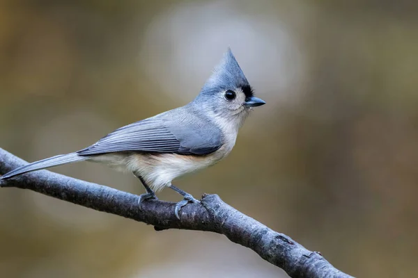 Tiro Close Titmouse Tufado Bonito Empoleirado Ramo Fundo Borrado — Fotografia de Stock