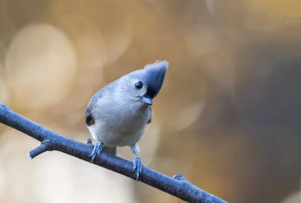 Primer Plano Lindo Titmouse Copetudo Encaramado Una Rama Sobre Fondo — Foto de Stock