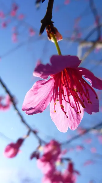 Une Mise Point Sélective Belles Fleurs Cerisier — Photo