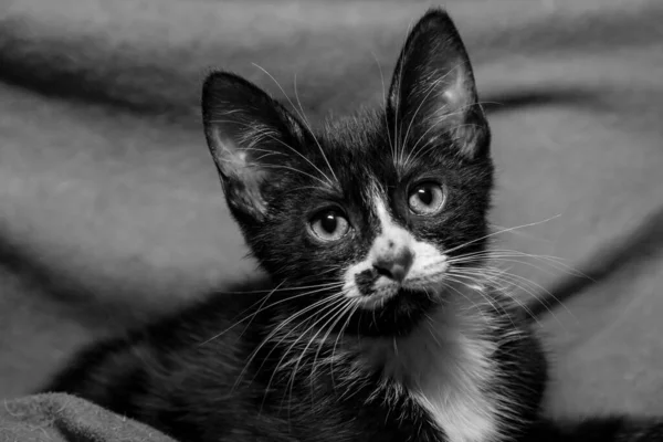 Siyah Beyaz Bir Kedi Yavrusunun Gri Tonlu Görüntüsü — Stok fotoğraf
