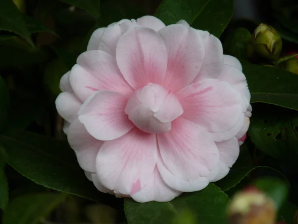 Närbild Skott Blommande Camellia Blommor Grönska — Stockfoto