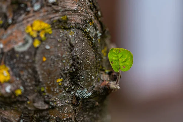 Closeup Uma Folha Pequena Que Cresce Uma Árvore Sob Luz — Fotografia de Stock