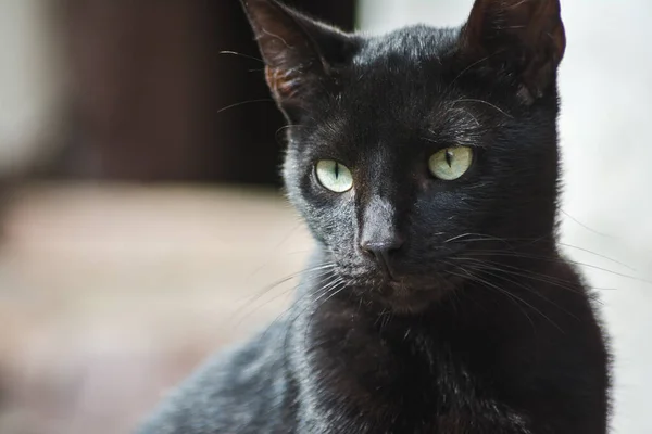 Primer Plano Lindo Gato Doméstico — Foto de Stock