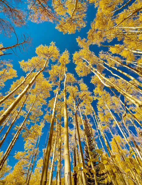 Een Lage Hoek Opname Van Een Prachtig Herfst Landschap Met — Stockfoto