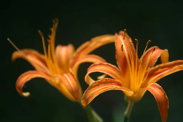 Detailní Záběr Krásné Oranžové Lilie Rozmazaném Pozadí — Stock fotografie