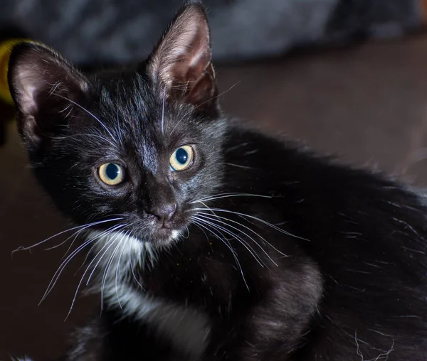 Siyah Bir Kedi Yavrusunun Ilginç Bir Şekilde Sağa Bakan Yakın — Stok fotoğraf