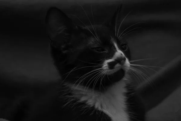 Grayscale Shot Cute Kitten Closing Eyes — Stock Photo, Image