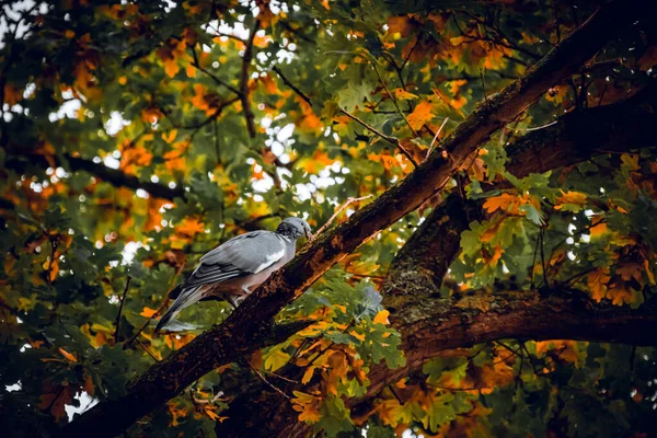 Bir Ağaç Dalında Vahşi Bir Güvercinin Yakın Çekimi — Stok fotoğraf